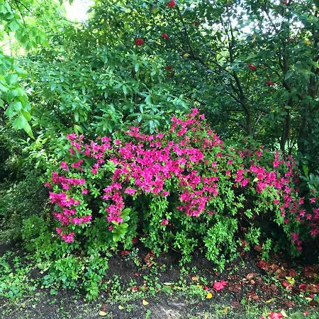 ベッド・アンド・ブレックファスト Le Petit Paradis Labastide-Rouairoux