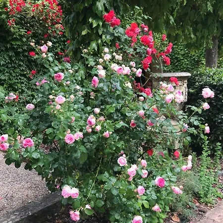 ベッド・アンド・ブレックファスト Le Petit Paradis 3*